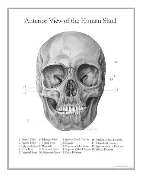 Anterior View Of The Human Skull By Ajgus On Deviantart