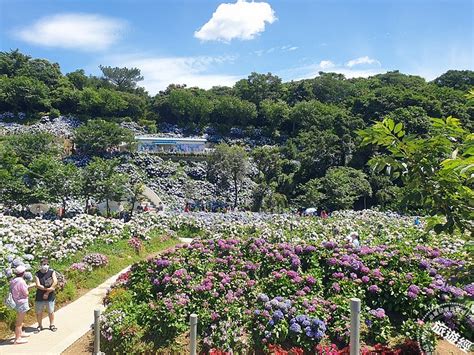 網美必看！整理包：全台7大夢幻繡球花景點 網美搶拍飄仙氣！ 美食旅遊 Udn 女子漾