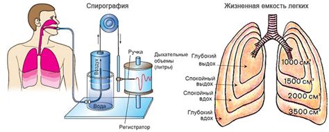 Жизненная емкость легких. Способы искусственного дыхания – онлайн ...