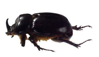 Rhinoceros Beetle Life Cycle (with Pictures) | eHow