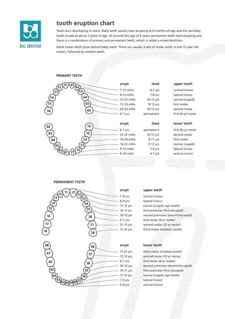 Tooth Eruption Chart - Bc Dental Download Printable PDF | Templateroller