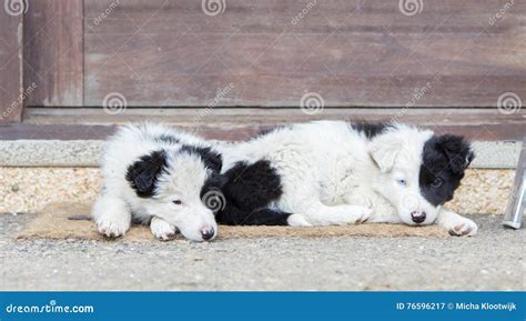 Border Collie Puppies Sleeping on a Farm Stock Image - Image of ...