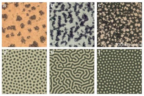 The Mystery Of Vegetation Patterns Mathematics Of Planet Earth