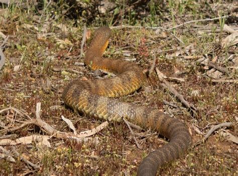 Tiger-Snake - Australia by Red Nomad OZ