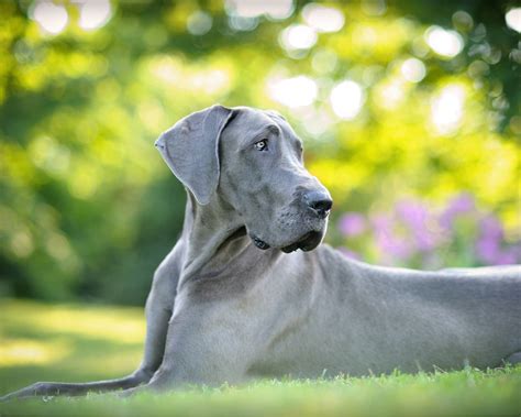 Great Danes and Kids - Hello Danes