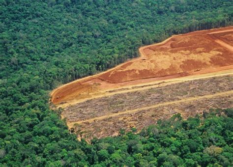 Third Of Amazon Rainforest Lost Or Degraded Report