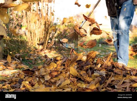 Gather Autumn Leaves Under A Cherry Tree In A Garden Stock Photo Alamy