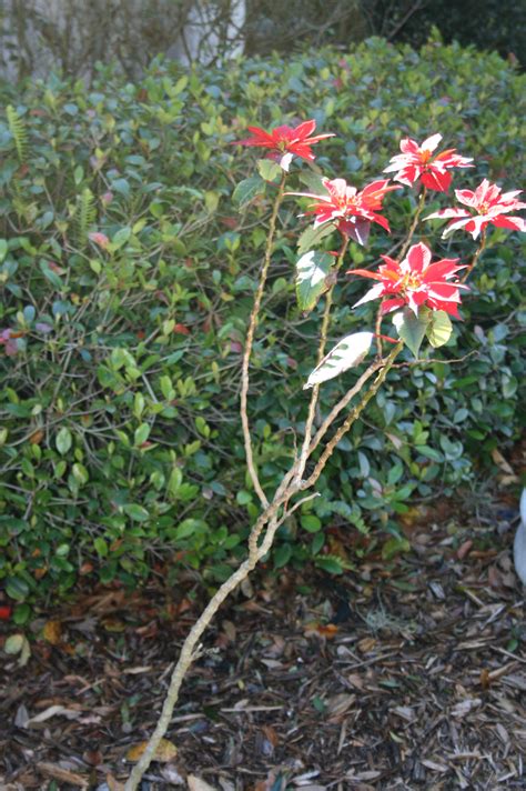 Poinsettia Perfection Bloominthyme