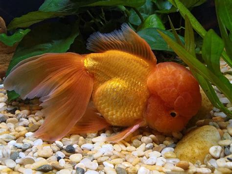 32 Popular Types Of Goldfish Varieties You Can Have At Home