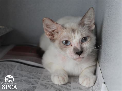 Scabies In Cats