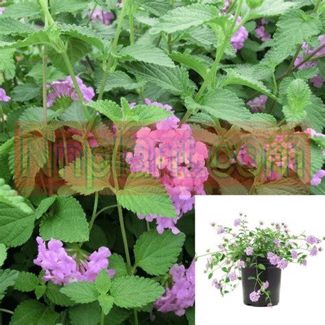 Lantana Montevidensis Purple Gallom Pot Live Plant Trailing Lantana Ebay