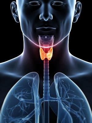 Thyroid Endocrine Network | Society for Endocrinology