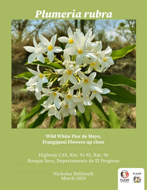 Plumeria rubra, Wild White Flor de Mayo, Frangipani Flowers up close ...