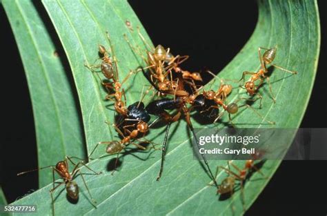 Ant Infestation Photos and Premium High Res Pictures - Getty Images