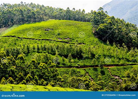 Tea Gardens at Munnar, stock photo. Image of darjeeling - 272556496