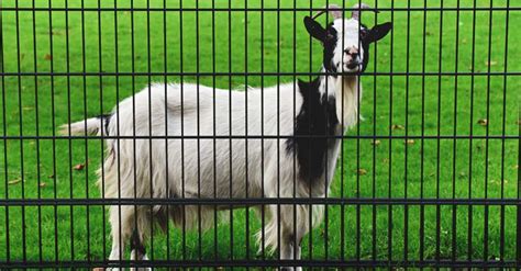 Best Goat Fencing Options And How To Effectively Confine Your Goats