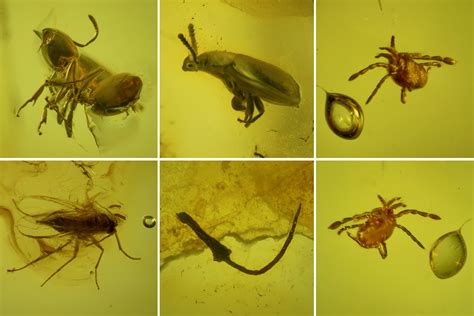 Fossil Ant, Beetle, Fly and Mite in Baltic Amber (#163494) For Sale