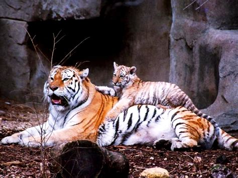 Imagen Para Pantalla Tigre Vida Silvestre Tigre De Bengala Imagen