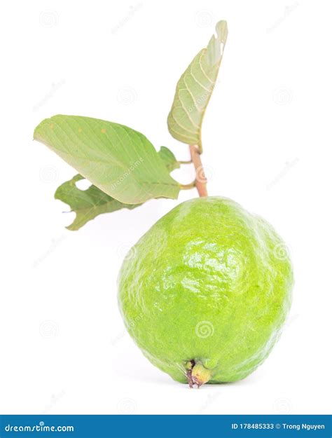 Tropical Guava Fruit Psidium Guajava With Large Stalk And Green Leaves