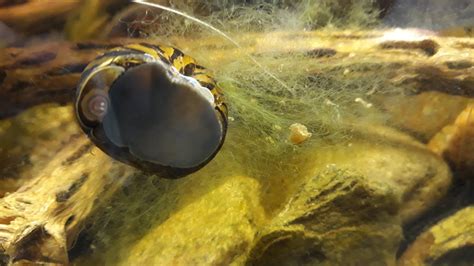 Who Eats Hair Algae? - Plants, Algae, and Fertilizers - C.A.R.E.