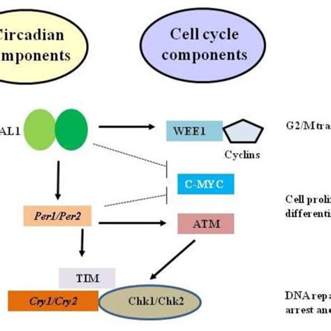 Essential Components Of The Mammalian Circadian Clock And Cell Cycle