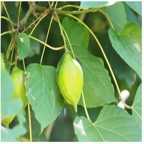 Aleurites Fordii Tung Oil Tree Seeds, Packaging Type: PP Bag at Rs 8200/kg in Dehradun