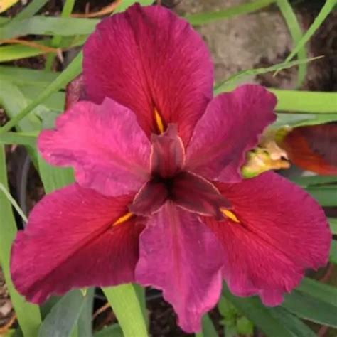 Iris "Red Velvet Elvis" Live Plant For Sale- Florida Hill Nursery