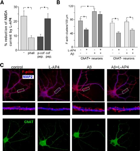 Actin and the major actin depolymerizing factor cofilin were involved ... 