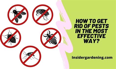 How To Get Rid Of Pests In The Most Effective Way Insider Gardening