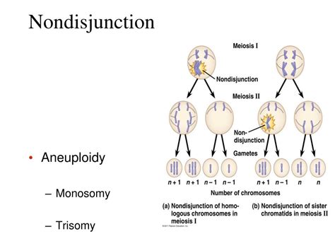 Ppt Chapter The Chromosomal Basis Of Inheritance Powerpoint