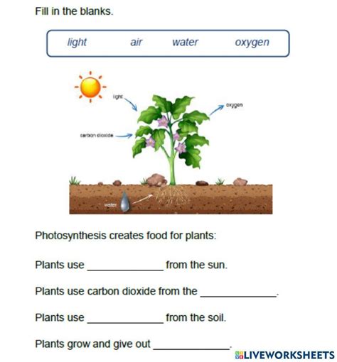 8th Grade Plants And Botany Worksheets Worksheets Library