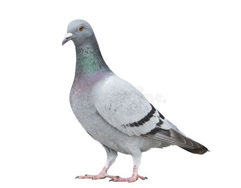 Portrait Full Body Of Gray Color Of Speed Racing Pigeon Bird Iso Stock