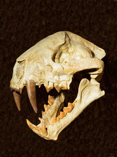 Saber Tooth Cat Skull Fossil 2 Photograph By Millard H Sharp Fine