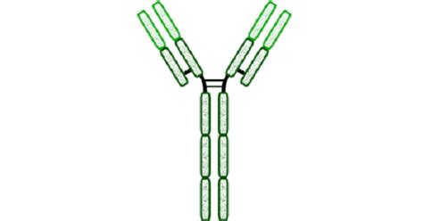 Immunoglobulin E Archives - www.medicoapps.org