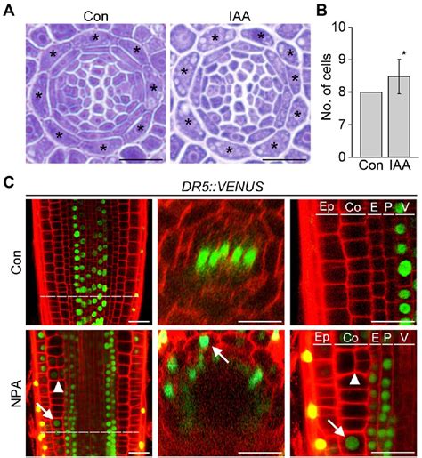 Frontiers Division Of Cortical Cells Is Regulated By Auxin In