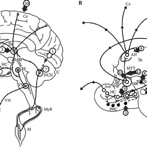 1 Diagrammatic representation of neuronal circuits involved in genesis ... 