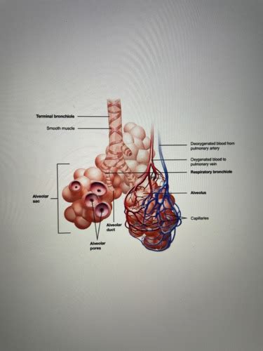 Chap 22 Respiratory System Flashcards Quizlet