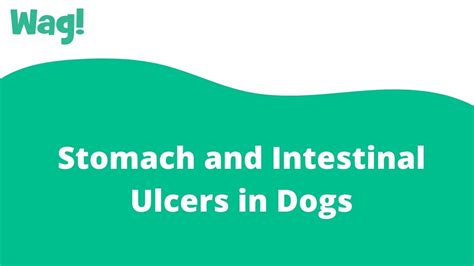 Signs And Symptoms Of Stomach Ulcer In Dogs - Infoupdate.org