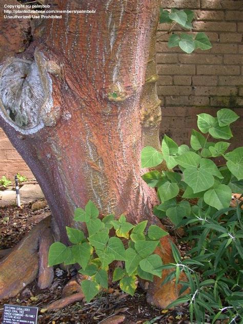 Plantfiles Pictures Erythrina Species Naked Coral Tree Erythrina