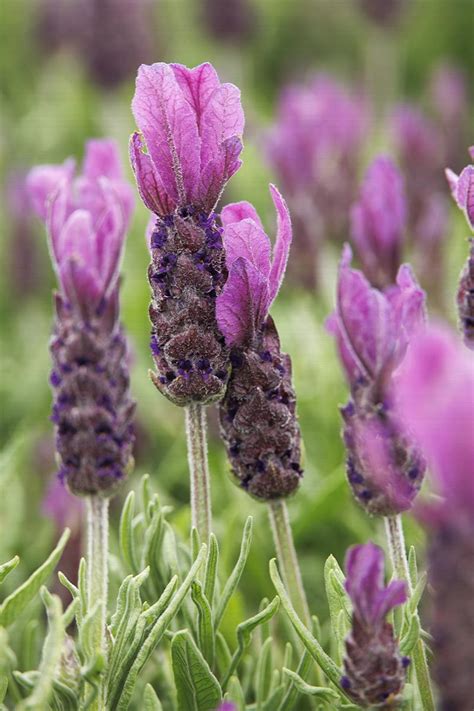 French Lavender