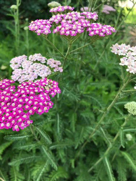 Yarrow Plant Tea