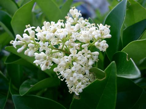 File:Ligustrum japonicum 04.jpg - Wikimedia Commons