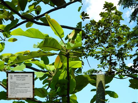 Jenis Daun Pokok Hutan Michael Anderson