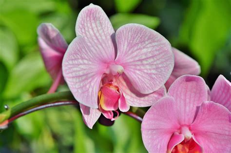 Orchideen Orchideenblüte Blüte Kostenloses Foto auf Pixabay Pixabay