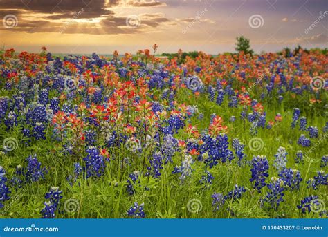 Texas Bluebonnets And Indian Paintbrush Wildflowers In The Spring At