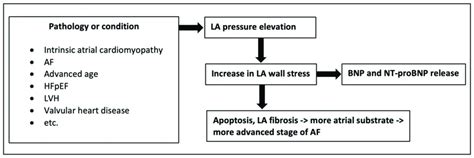 Pathophysiology Of Nt Pro Bnp Serum Levels And Left Atrial Pressure