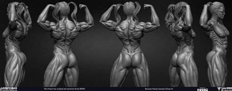 3d Female Muscle Anatomy