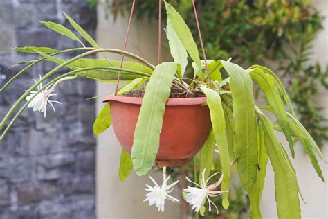 Red Epiphyllum Oxypetalum