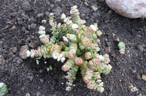 Trouv Crassula X Rupestris F Marnieriana Hottentot Collier De Jade