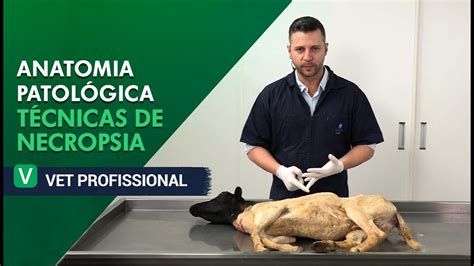 Anatomia Patológica Técnicas de Necropsia l VET Profissional YouTube